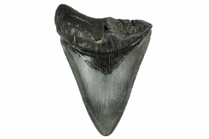 Bargain, Fossil Megalodon Tooth - Georgia #338753